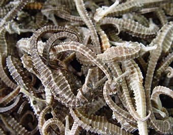 Dried Sea Horse for Sale _ Experience Wonderful Prices_